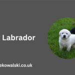 Jay Labrador